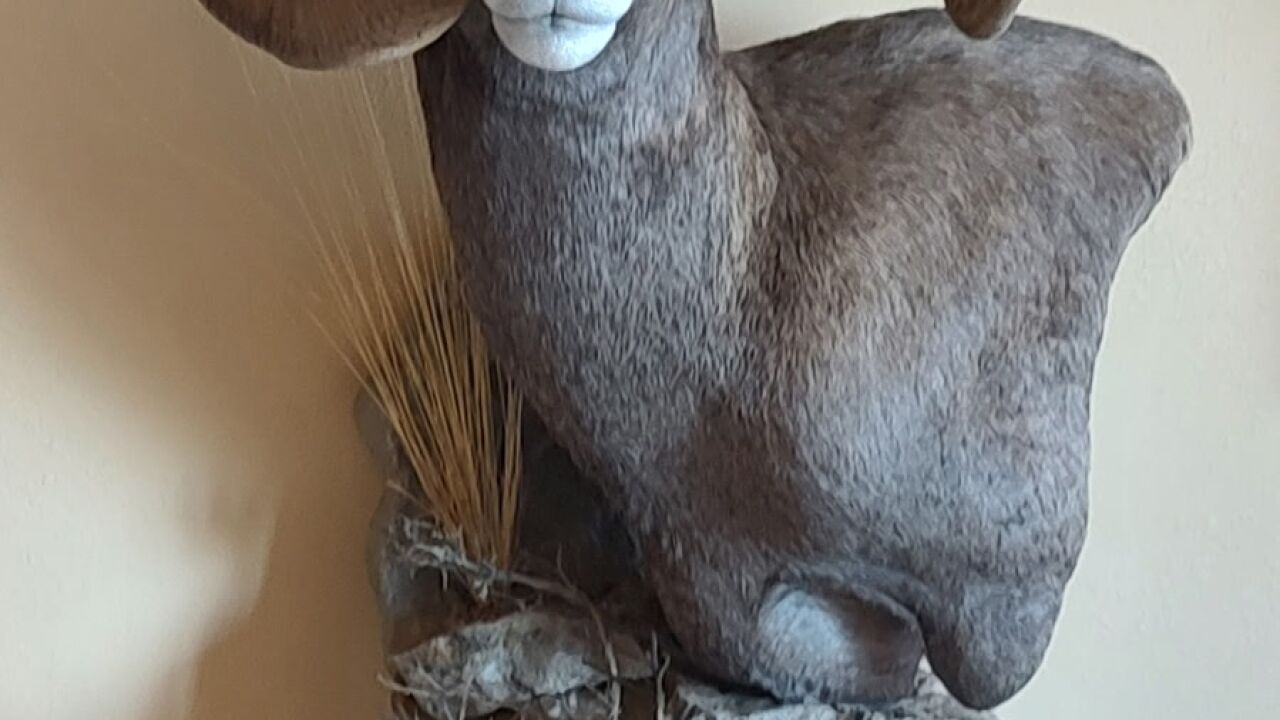 1177455218536714343.jpg