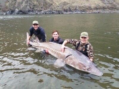 big_sturgeon_4.jpg
