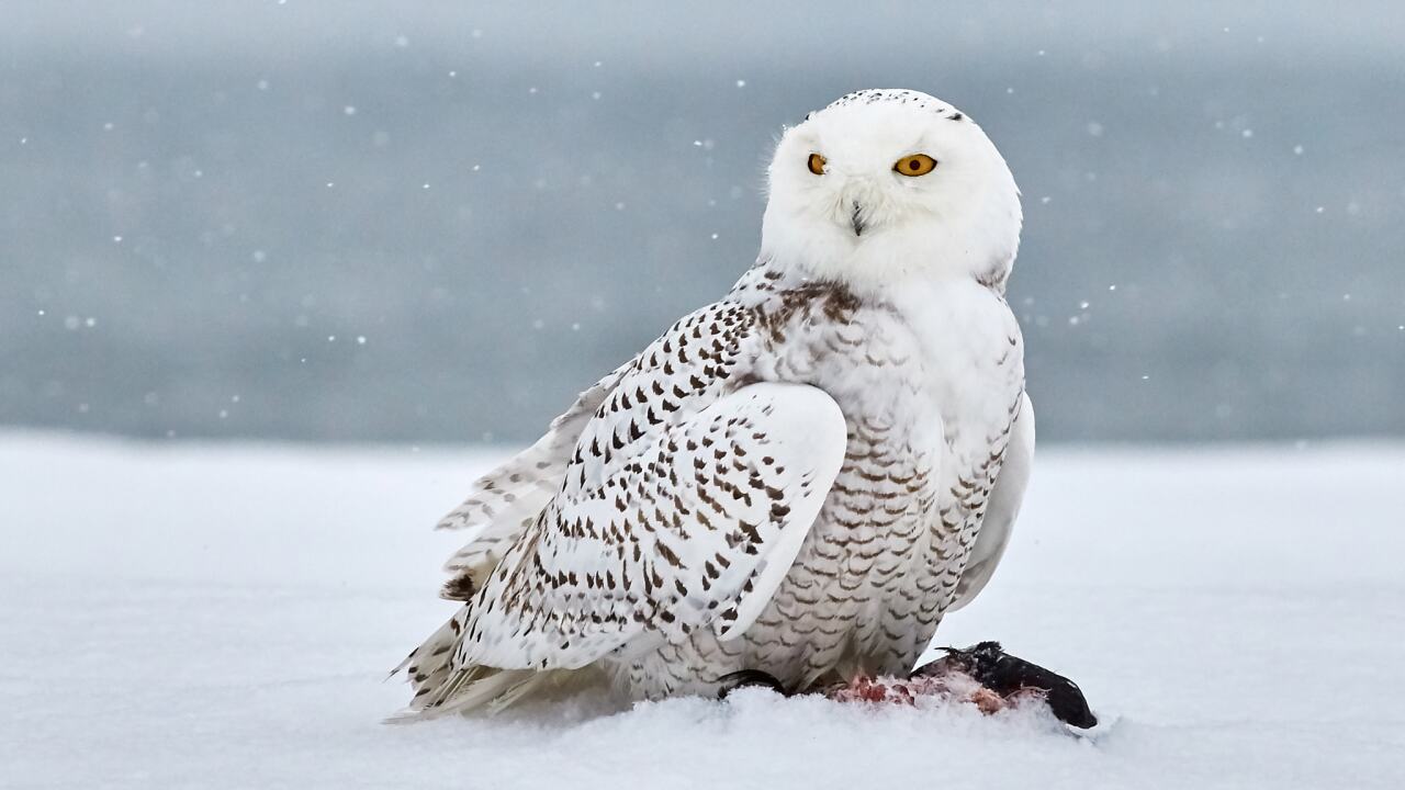 'At least 20' snowy owls spotted this fall in Wisconsin, DNR says