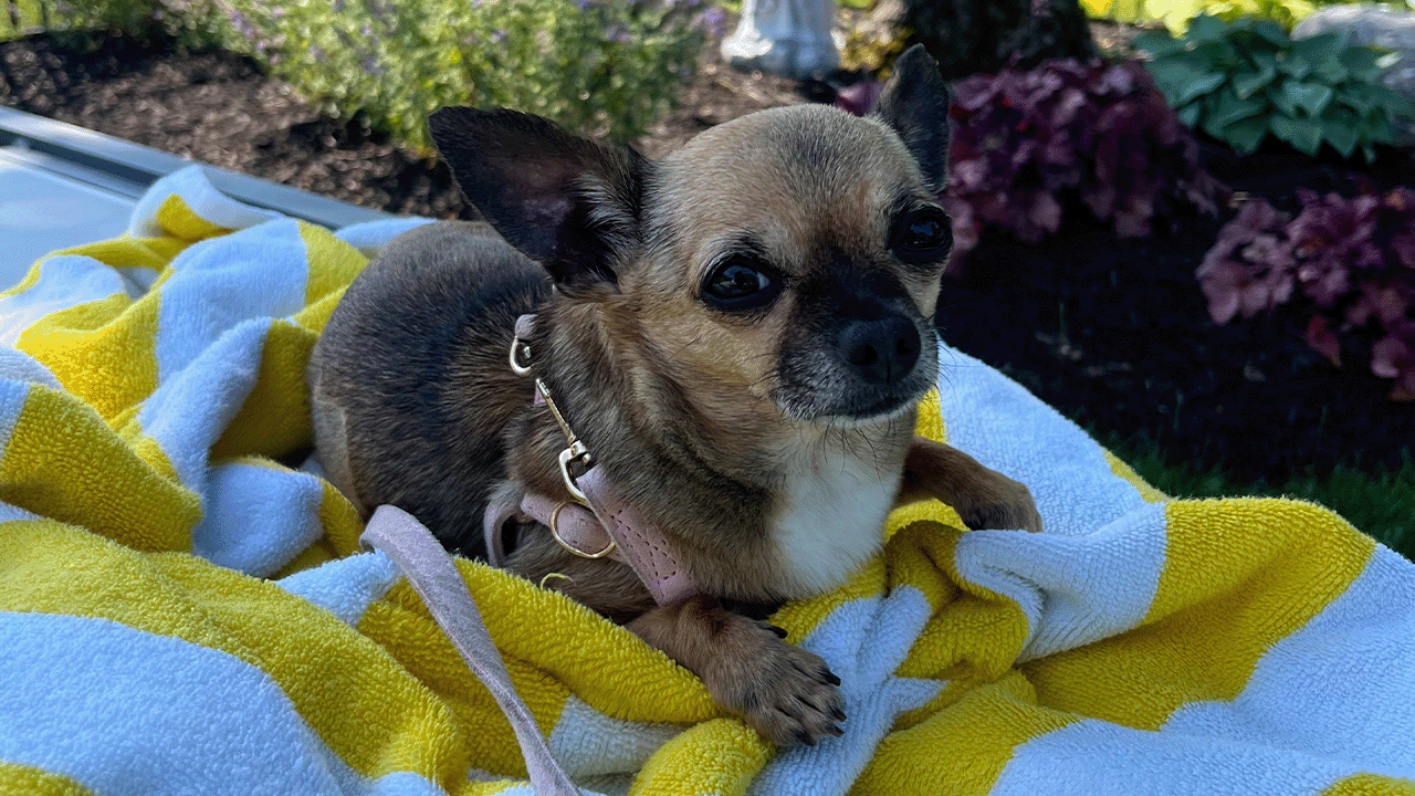 bella 2.png