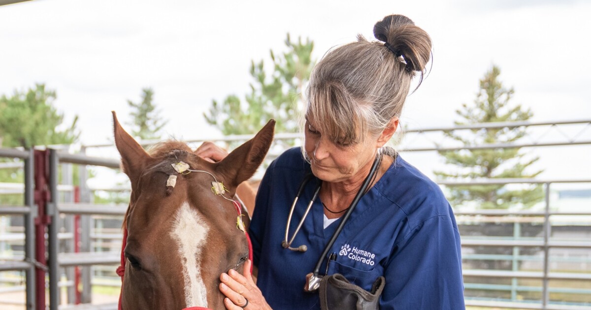 Humane Colorado Seeks Help to Nurse Over 70 Neglected Horses and Foals Back to Health