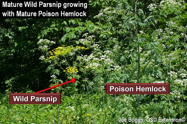 Wild Parsnip - Poison Hemlock 3_0.jpg