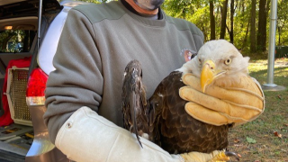 Rehabilitated bald eagle returned to wild on Election Day
