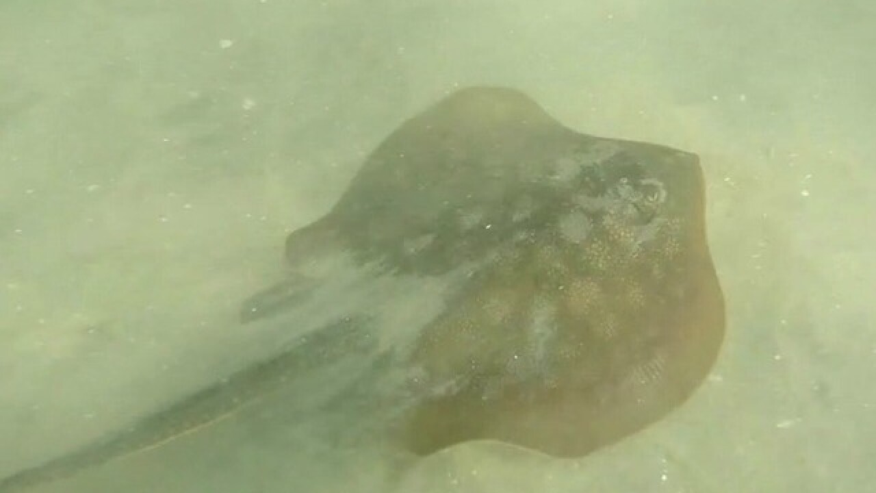 Hot weather equals beach weather but also stingrays Hot weather equals beach weather but also stingrays