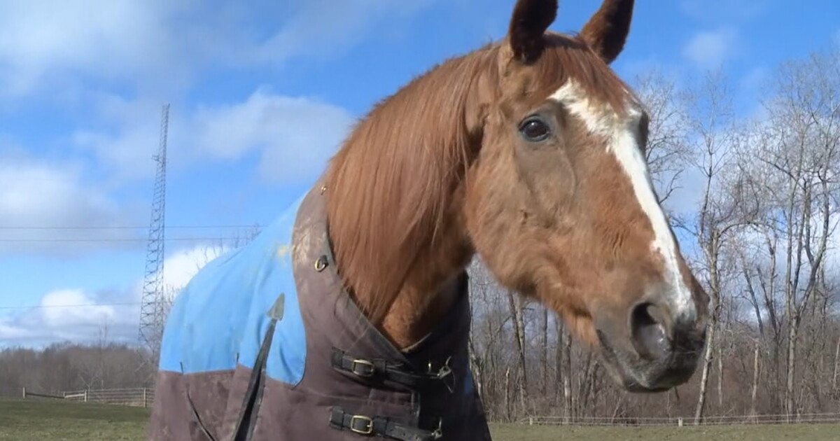 Trusted Company, the last living daughter of Secretariat, dies - Vimarsana News