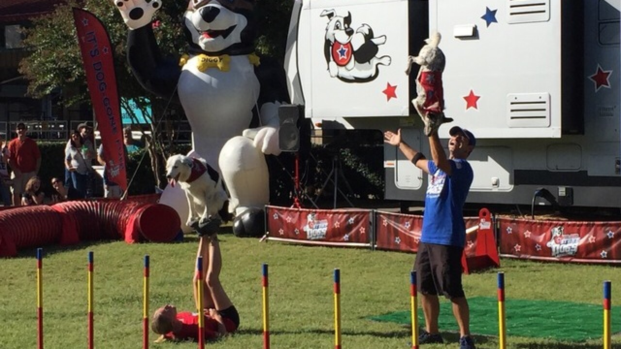 Tulsa State Fair: Goat-Tastic 2015