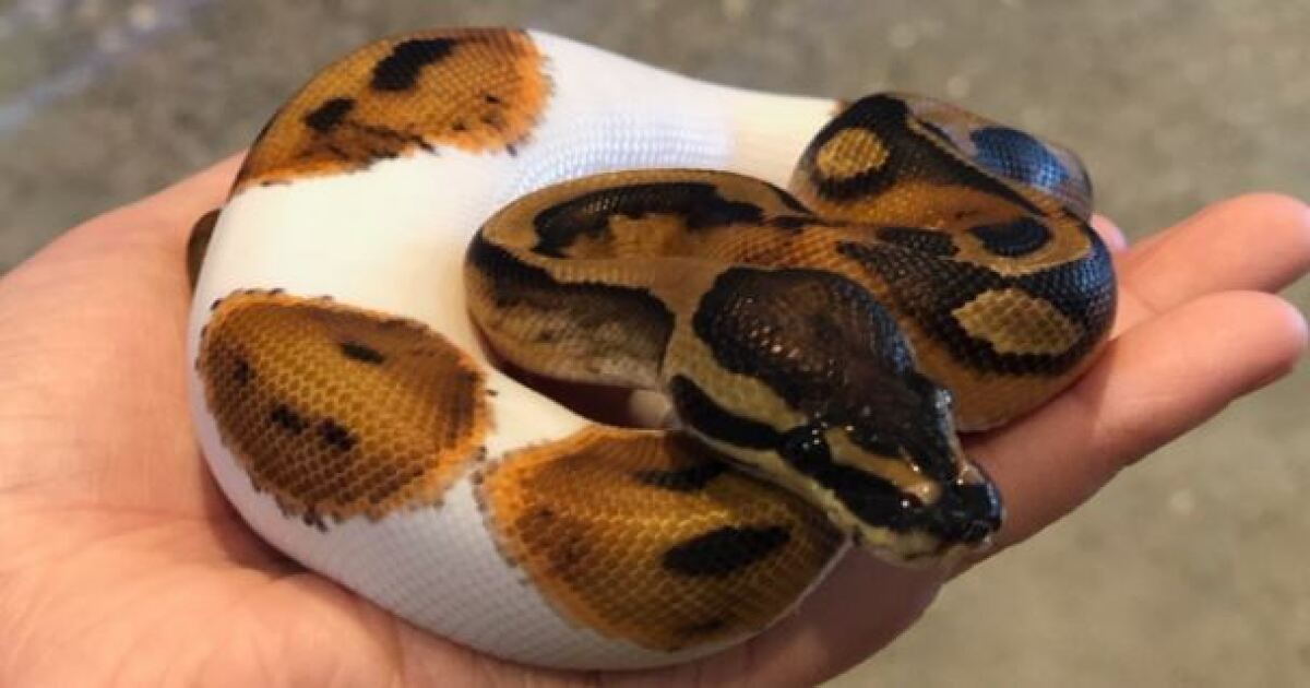 $800 ball python stolen from Florence pet store