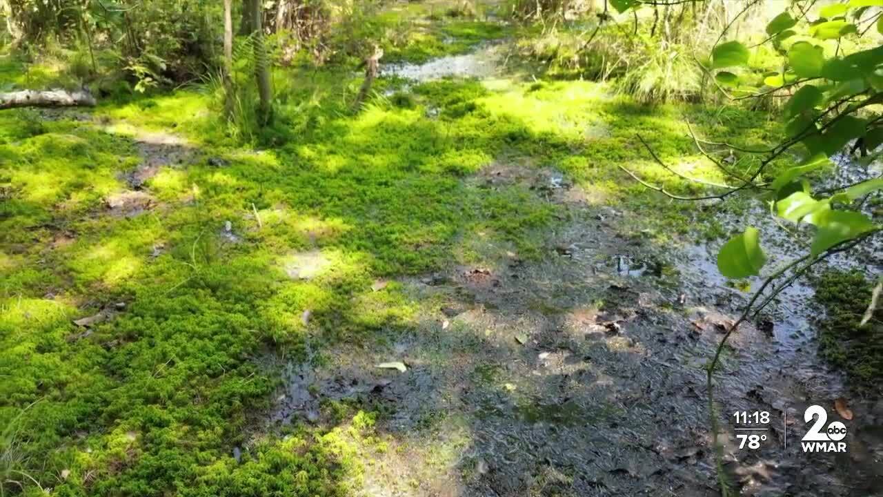Nature.jpg