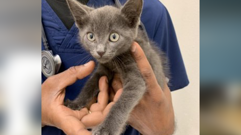 rescued-cat2.png
