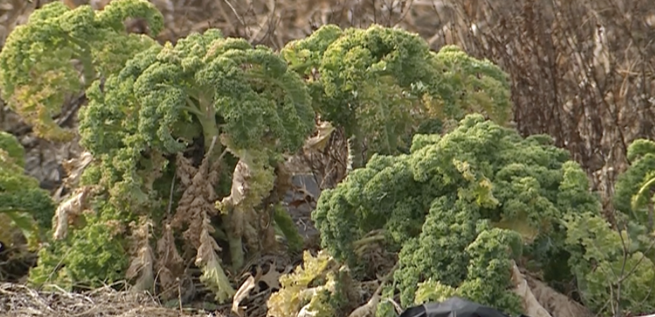 Screenshot 2026-01-13 at 7.34.30 PM.png