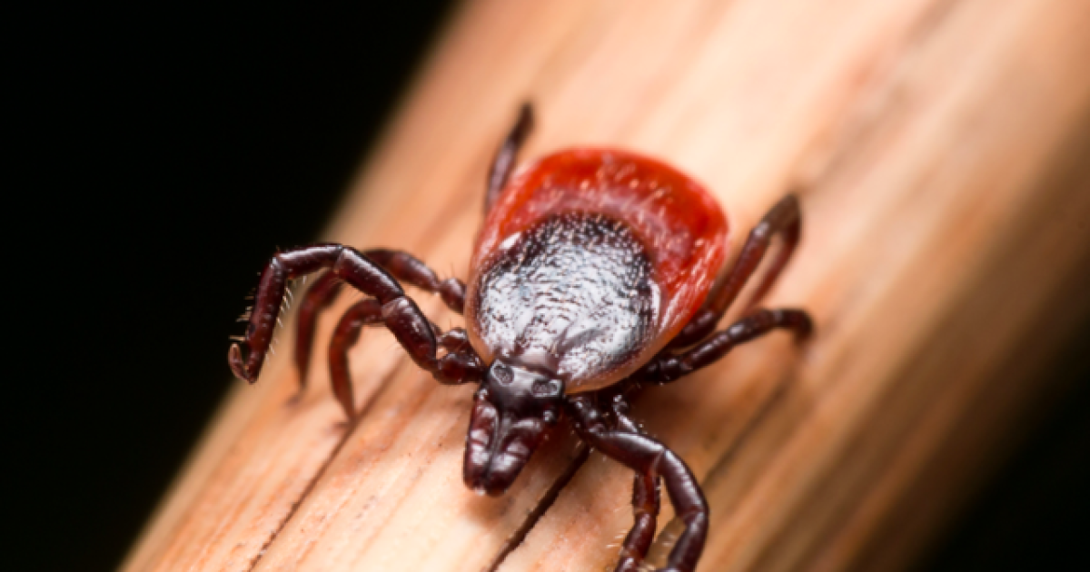 ugly tick