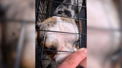 Man charged with aggravated animal cruelty against dog in Hillsborough County: HCSO