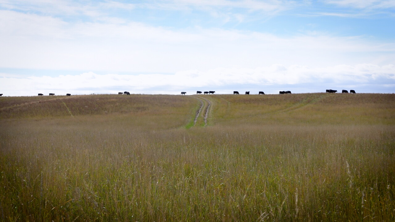 cows grazing.jpg