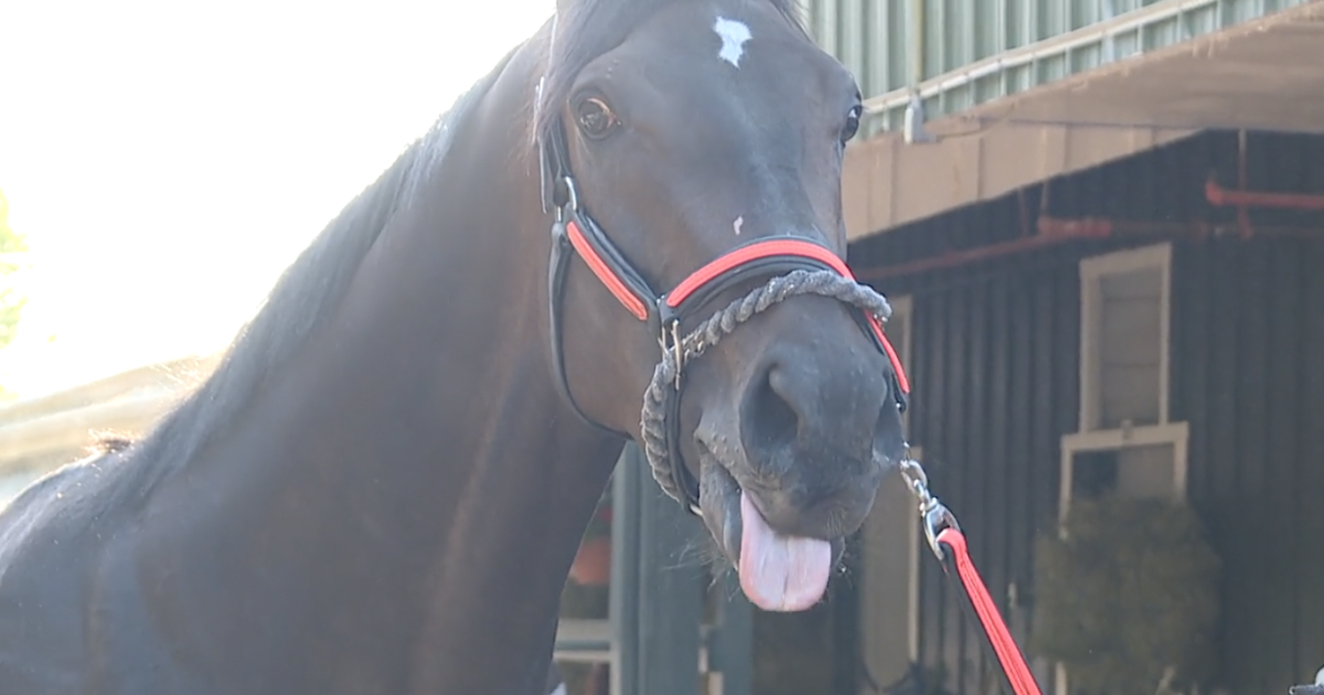 Coffeewithchris Percolating For Preakness coffeewithchris-percolating-for-preakness