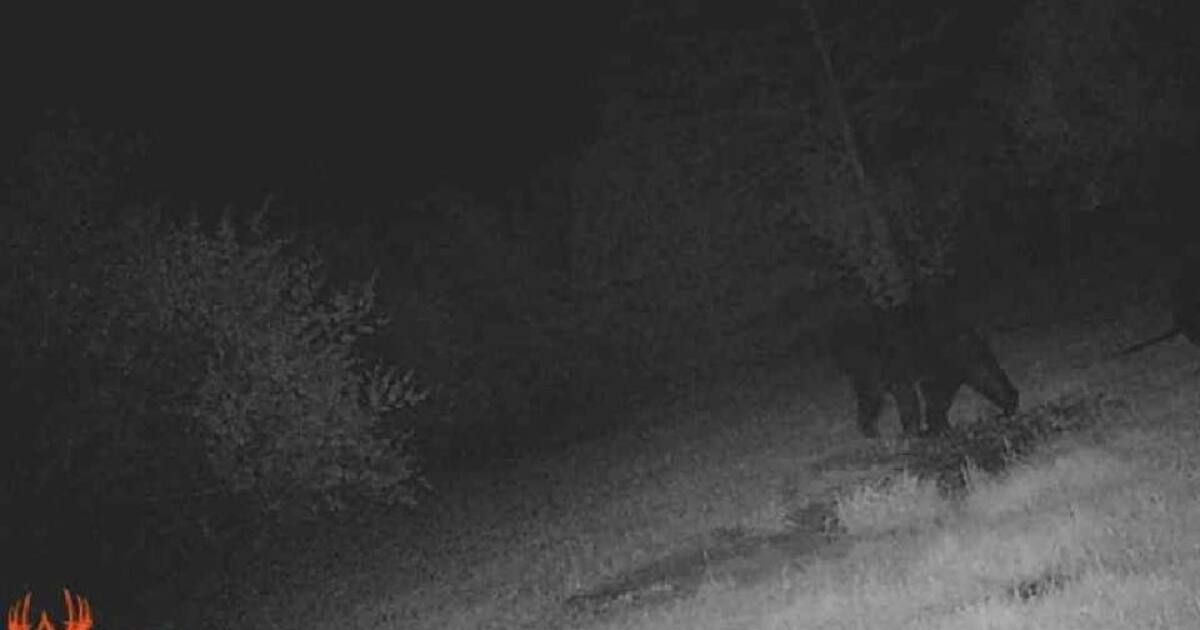 DNR: Here's how Michiganders can live with black bears after metro Detroit sighting