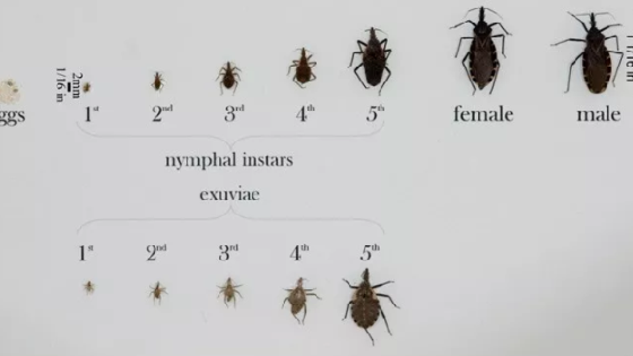 Download Kissing Bug Illness Spreads Across Us Free Get Wallpaper Kissing Bug Illness Spreads Across Us For Android