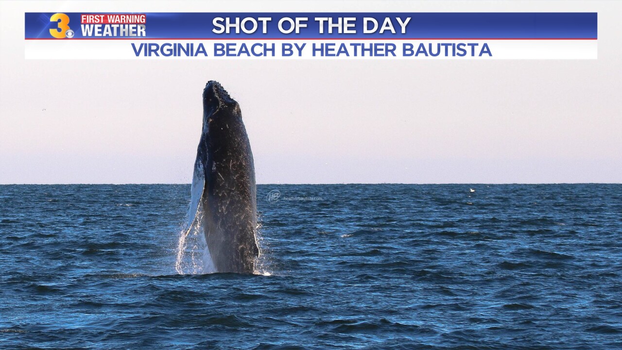Whale Photo by: Heather Bautista