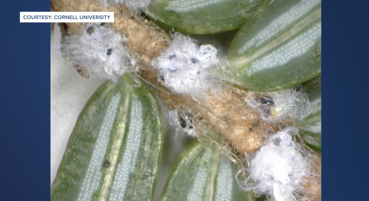 Hemlock Wooly Adelgid