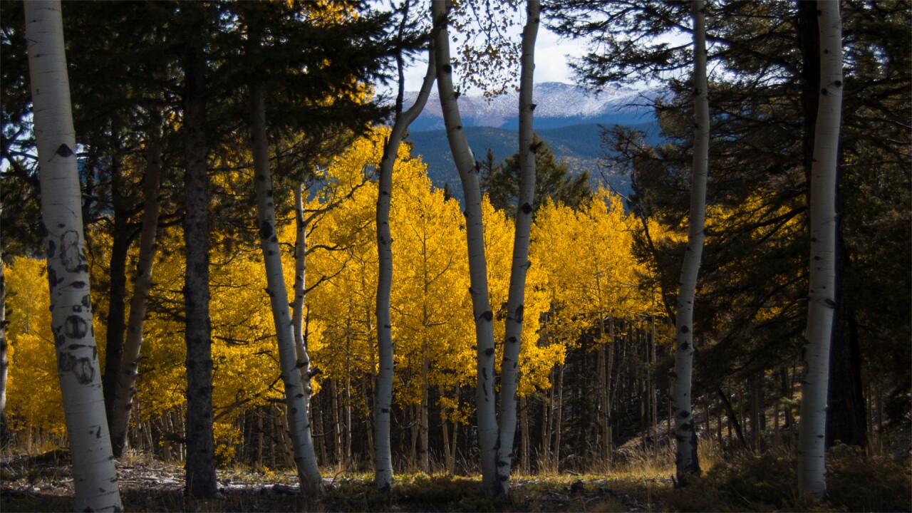 Mueller State Park Nick Chamberlin.jpg