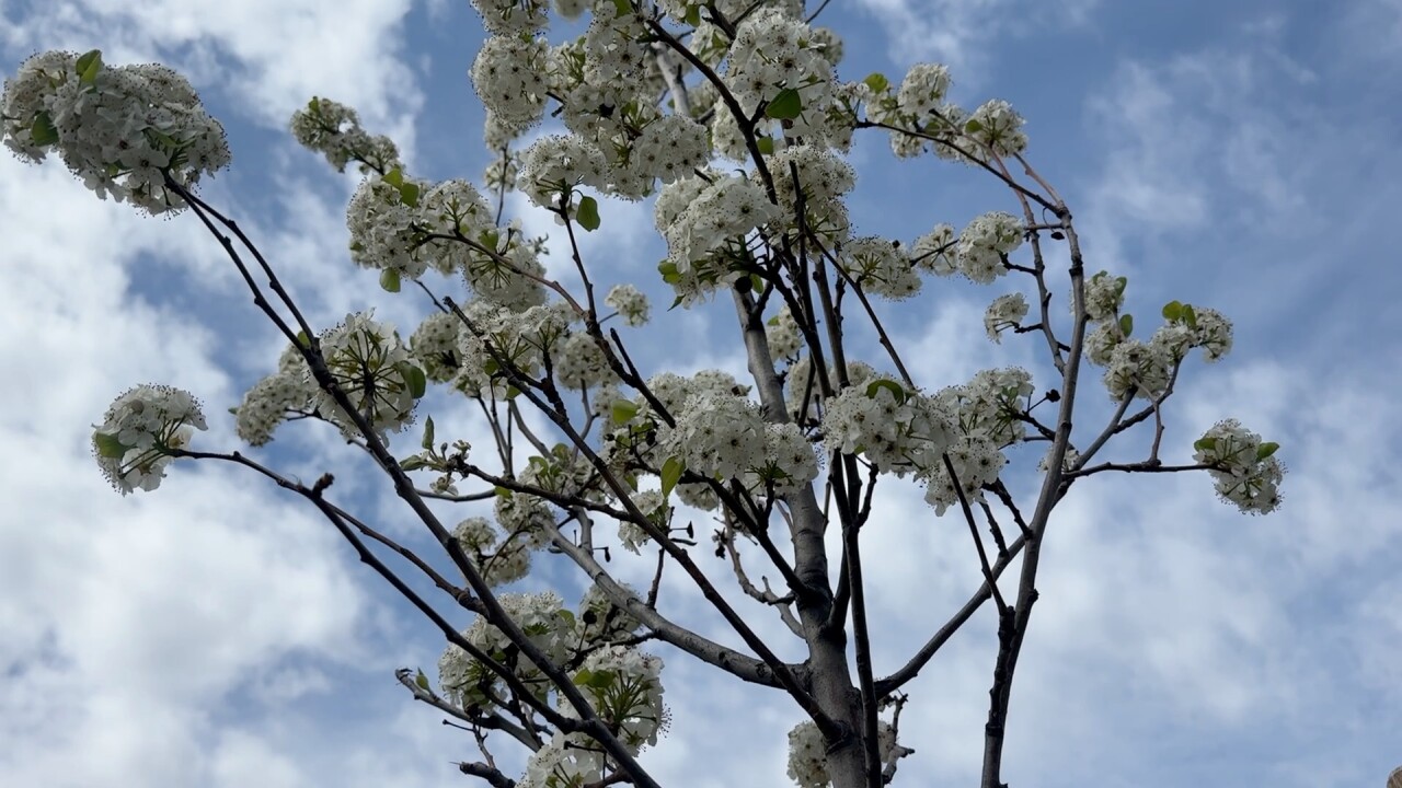 West Park new pear tree