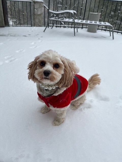 Dog walking forecast