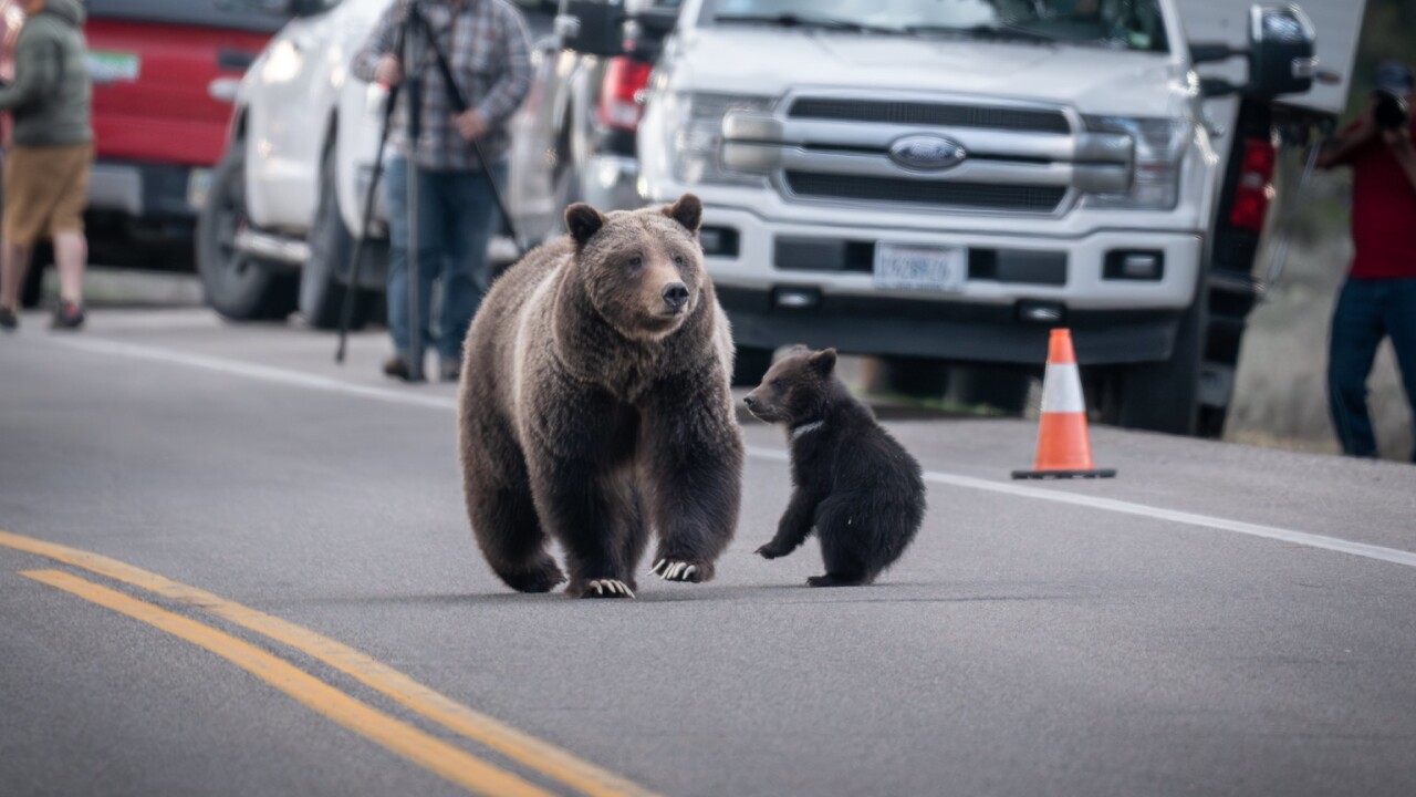 Famous Wyoming grizzly bear 399 emerges into spotlight again with one cub
