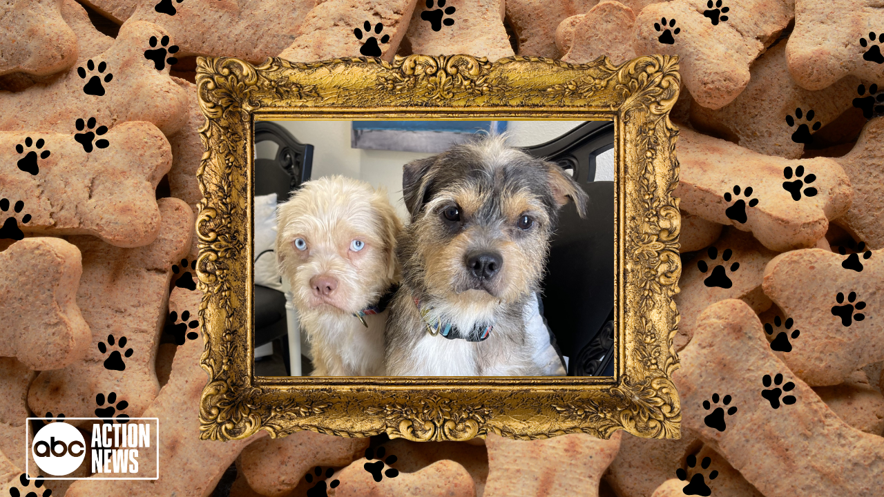 Rescues in Action: Owen and Luke