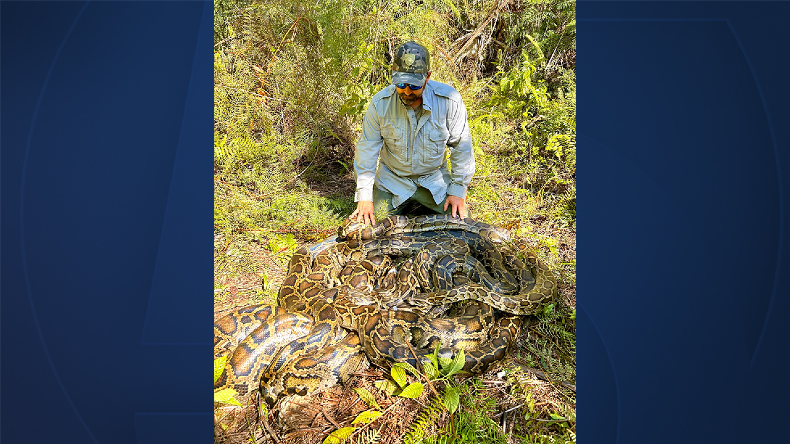 Wildlife experts capture 500 pounds of pythons in southwest Fla.