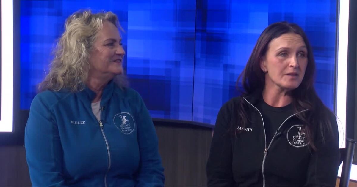 Community Spotlight: One Horse At A Time Draft Horse Rescue