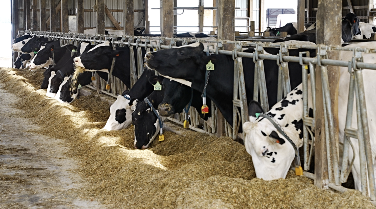 MSU Dairy Teaching and Research Center