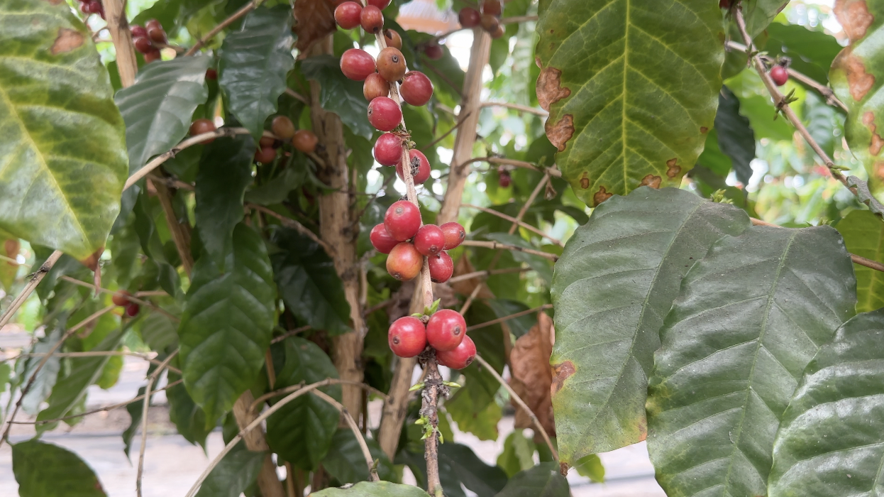 Coffee plant