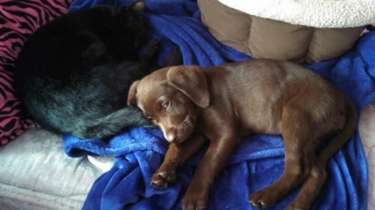 Chase and Amber Daine Partelo2.png