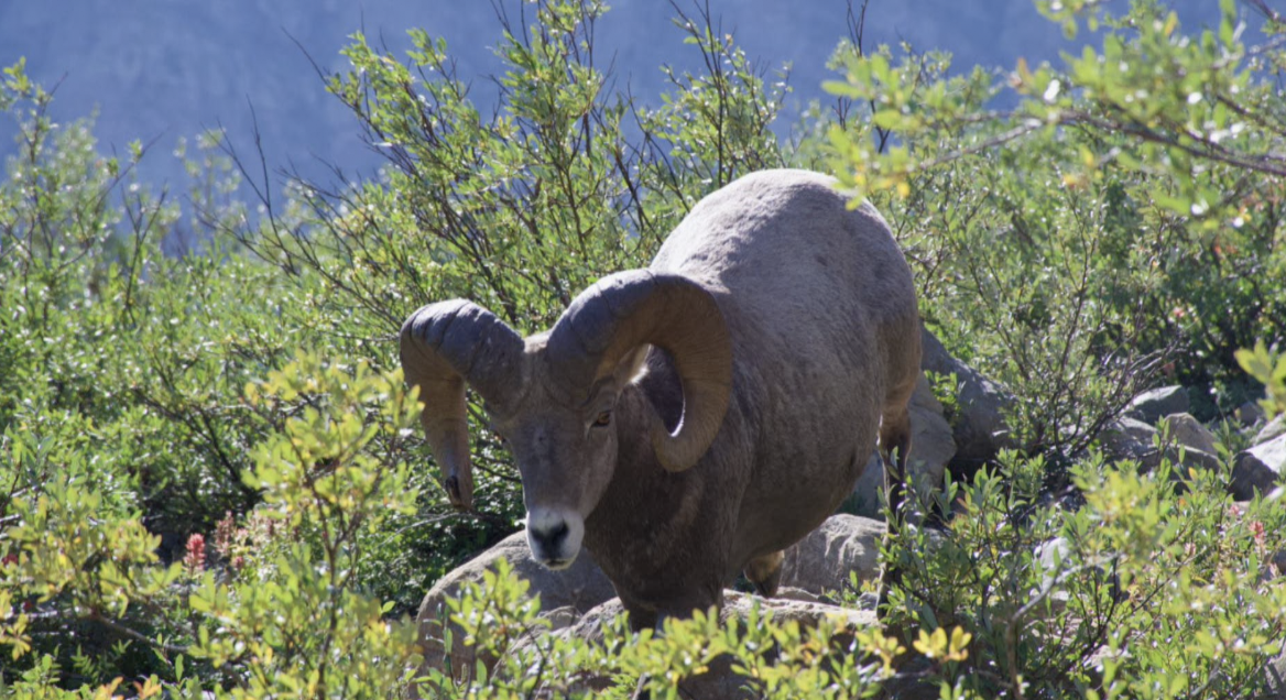 GNP Bighorn Sheep