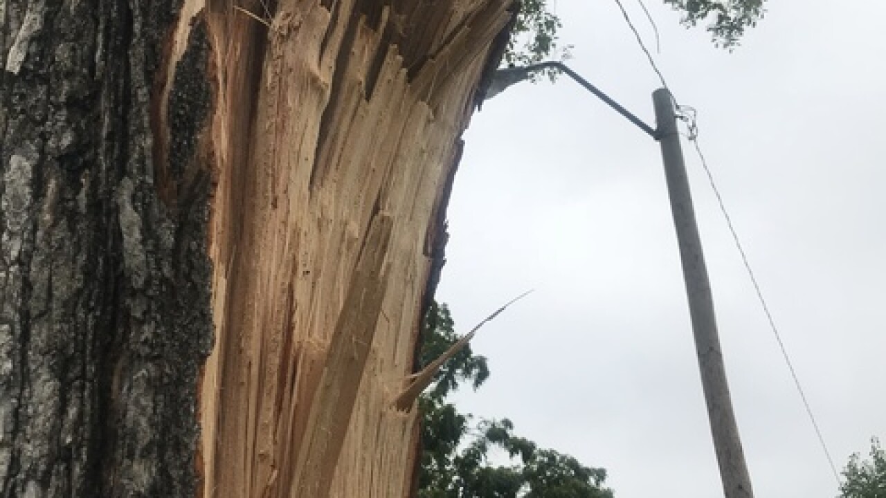 kansas city guy falls out of tree