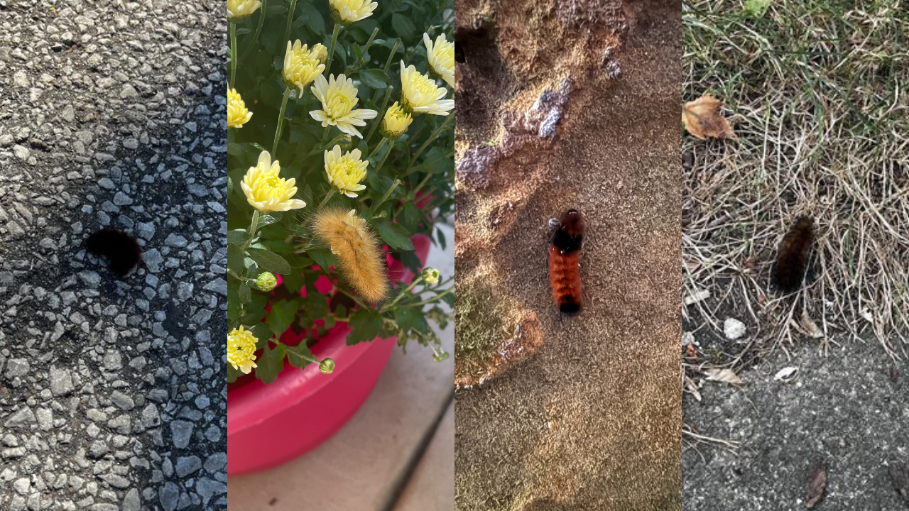 woolly bears