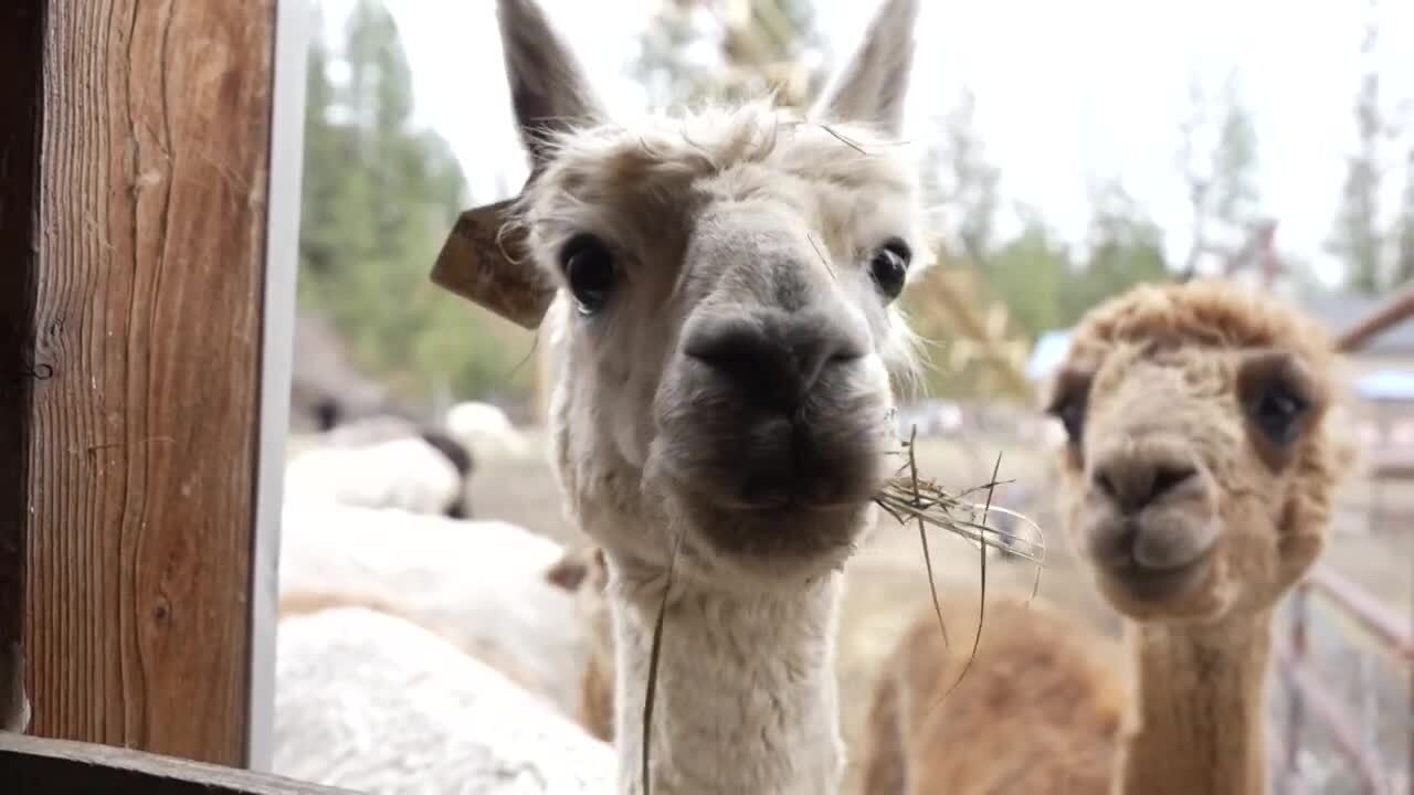 Alpaca