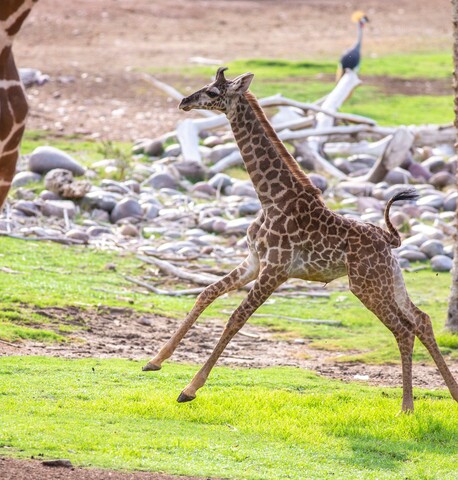 Baby giraffe, Rafiki, explores her habitat at the Phoenix Zoo for the first time