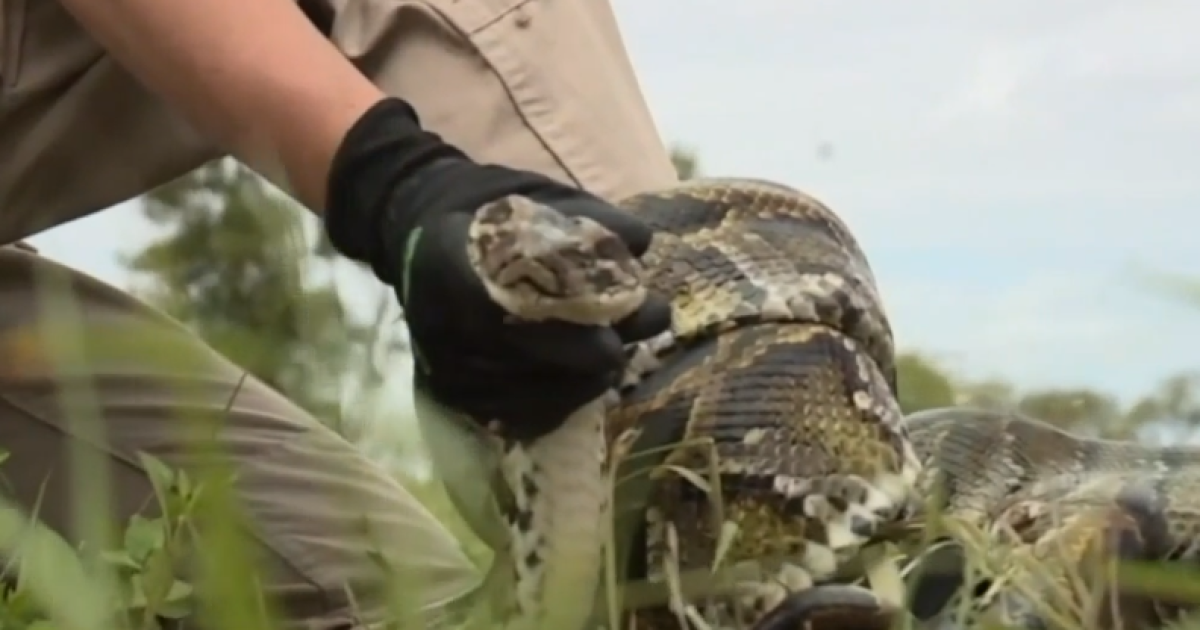 Florida’s annual Python Challenge to protect the Everglades begins