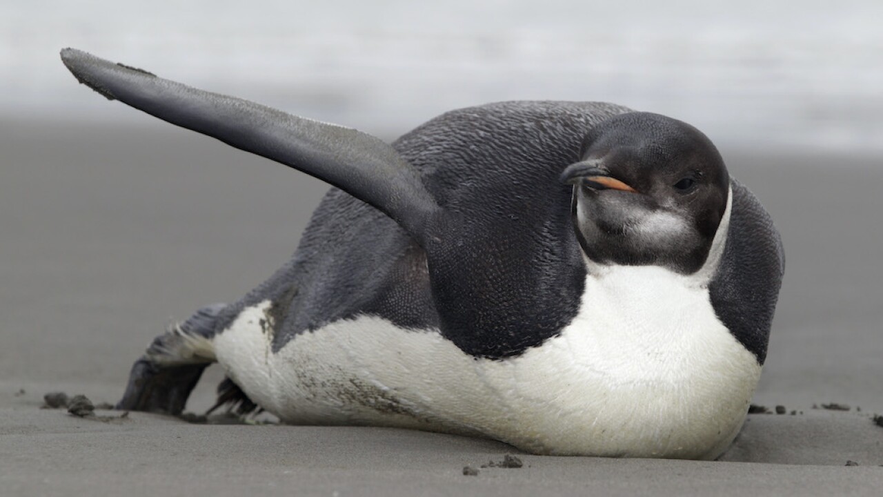 Study: Climate change threatening Emperor penguins