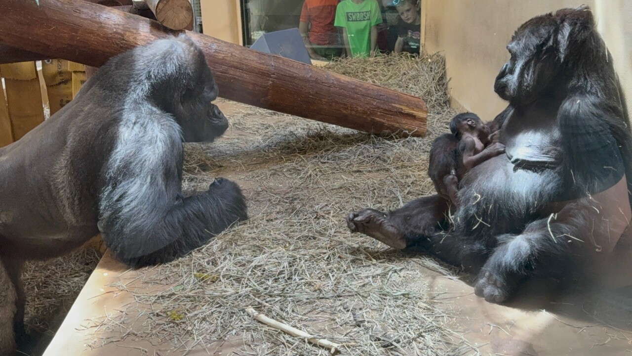 Gorilla_Goma meeting baby_Ashton A_7.21.25.jpeg