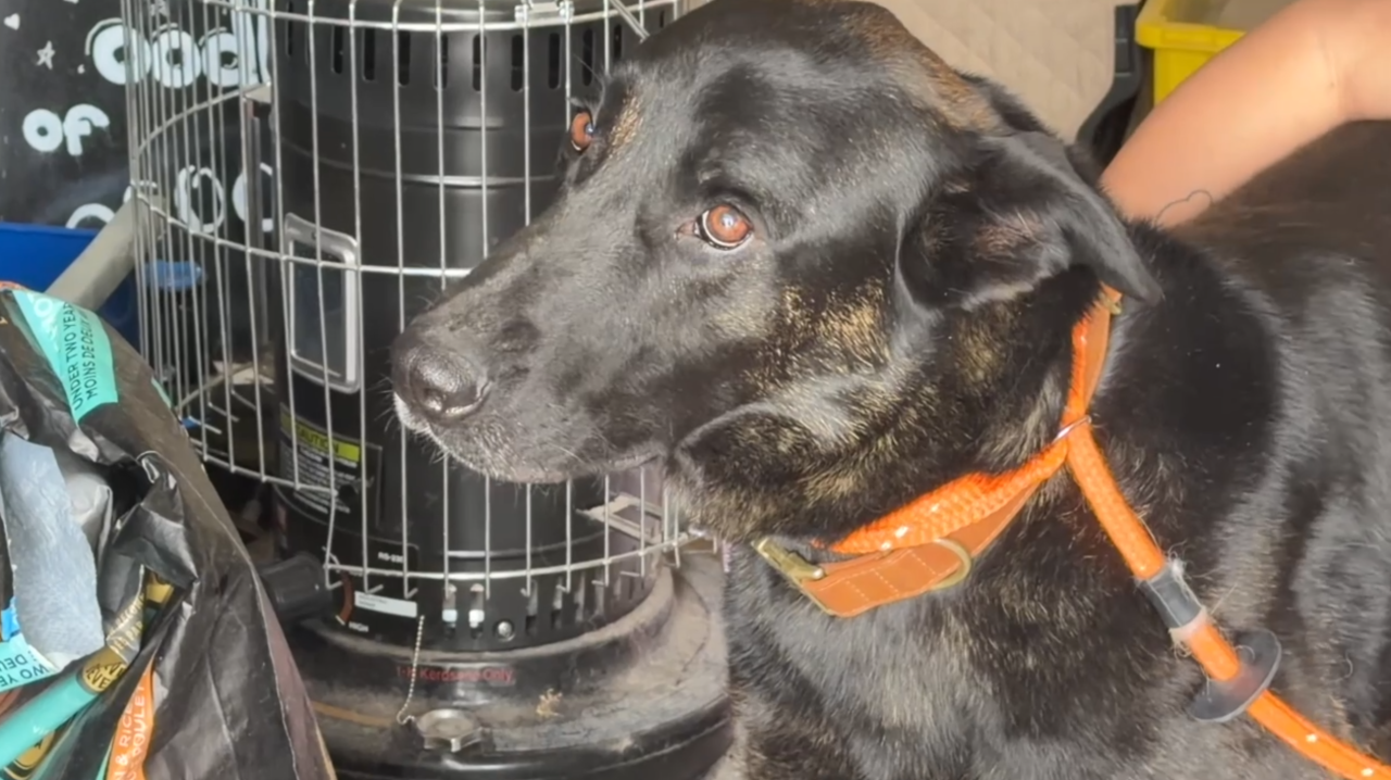 Two face felony animal cruelty charges after 35 dogs removed from Las Vegas training facility