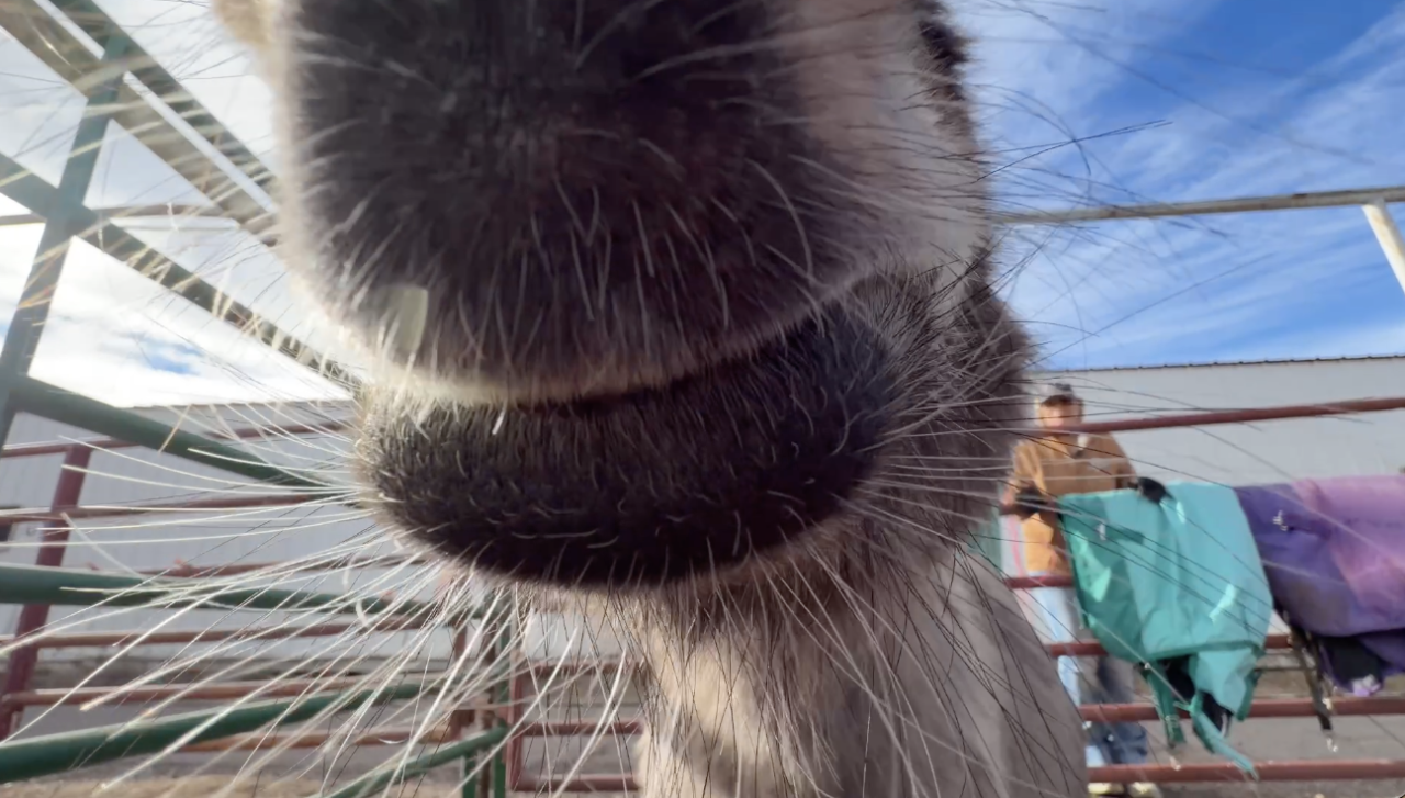 A mini burro who was saved now 12 years ago