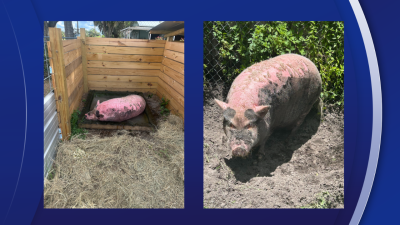 'No good deed goes unpunished': Judge clears SPCA Tampa Bay in Waddles the pig case