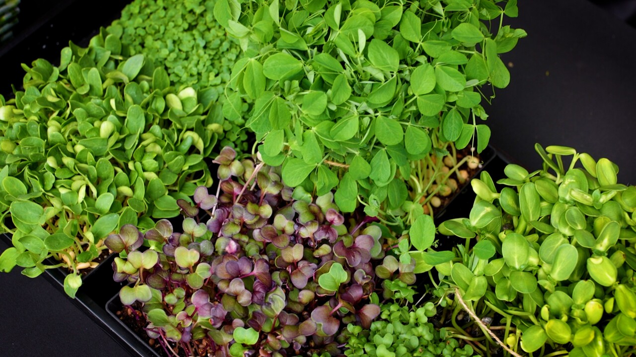 microgreens from above.jpg