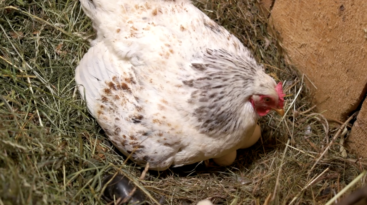 Chicken ordinance in Eaton Rapids 