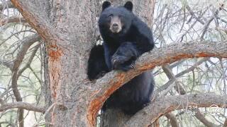 black bear generic image_cpw oct 8 2024.jpg