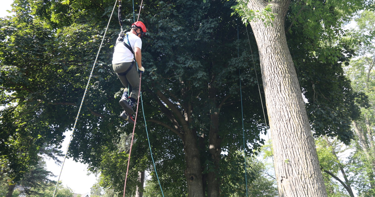 Professional Tree Climbing: Cedarburg hosts WAA Wisconsin Tree Climbing Championship - Vimarsana News