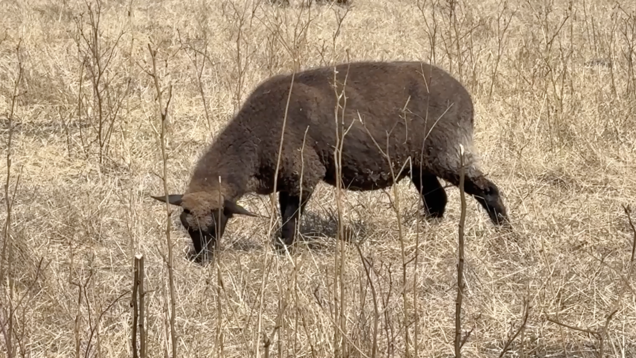 Grazing Goat