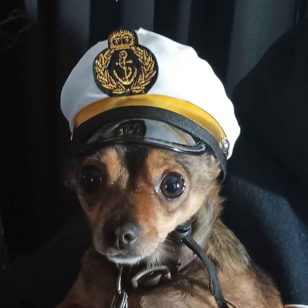 Dog walking forecast