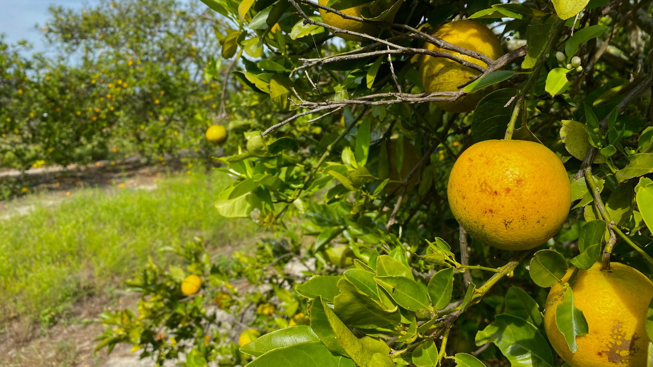 Citrus Greening Chad Mills WFTS.png